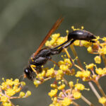 Mud Dauber Wasp on flower