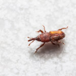 closeup of brown granary weevil on a white countertop