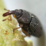 brown rice weevil on a green plant