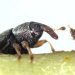 closeup of a brown rice weevil on a green plant