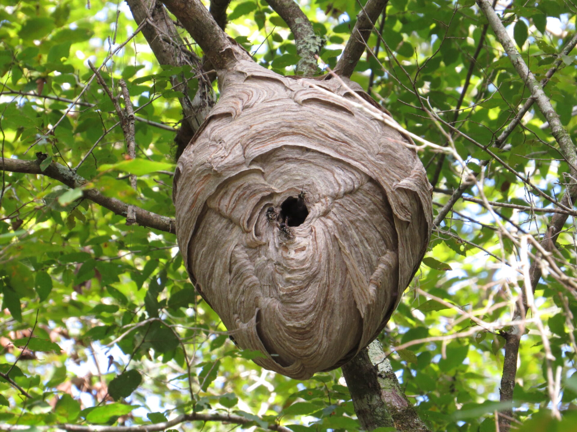 light-gray hornet nest built on brown-colored tree branches with green leaves in background