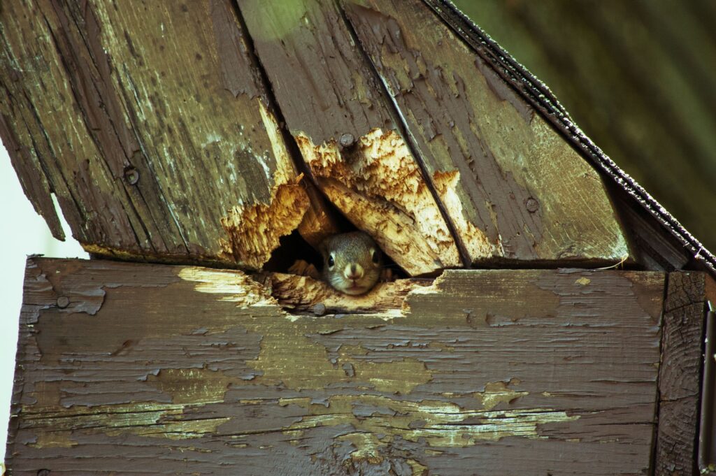 Red squirrel peering out of a hole in a brown-painted wooden roof 