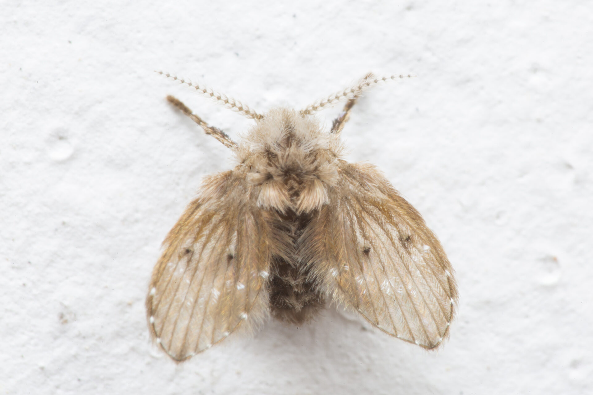 overhead closeup of fuzzy, white and brown drain fly