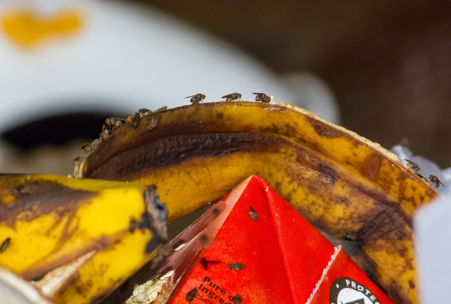 tiny brown fruit flies crawling over yellow banana peel and other food waste