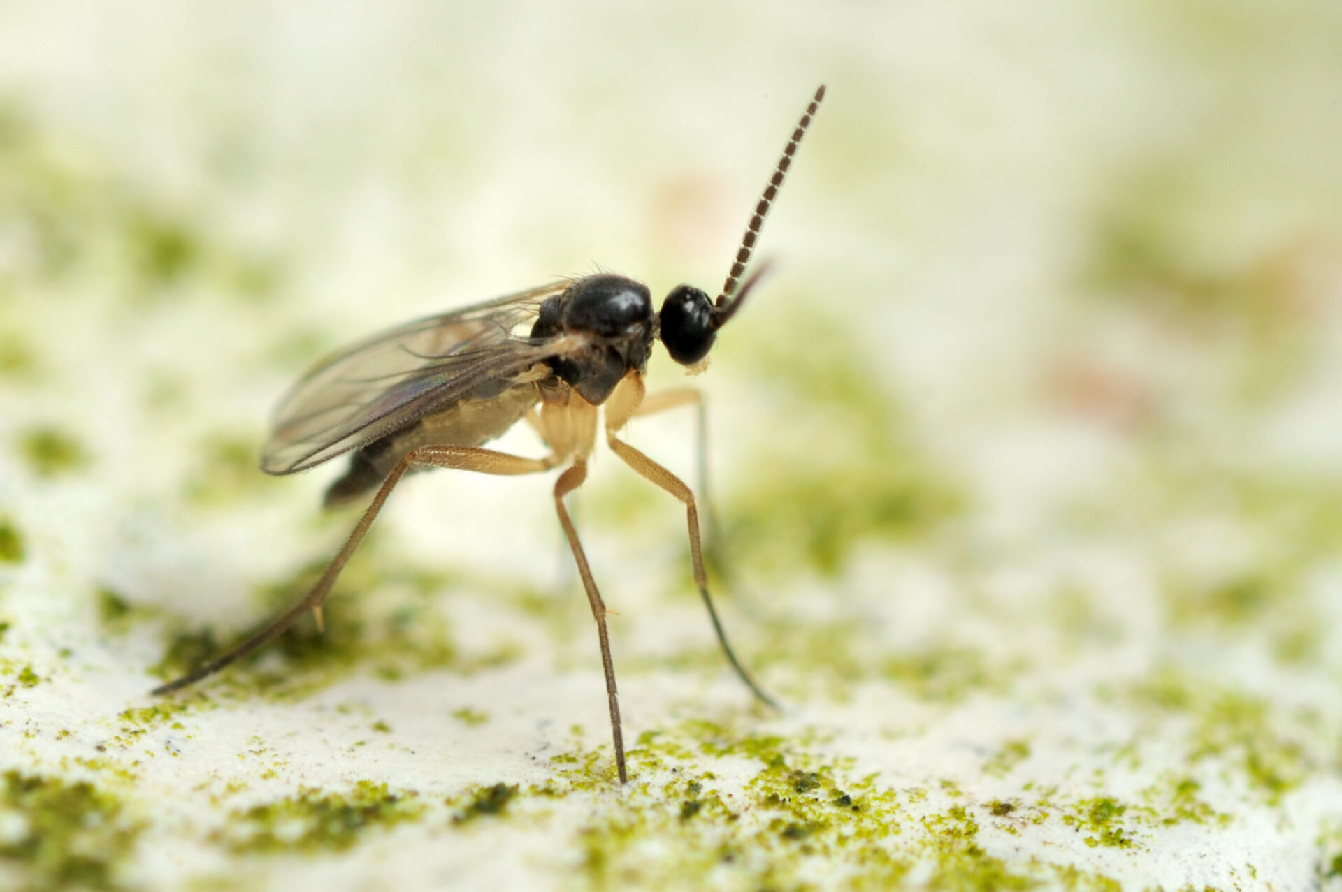 closeup of a black fungus gnat with transparent wings and long, brown legs