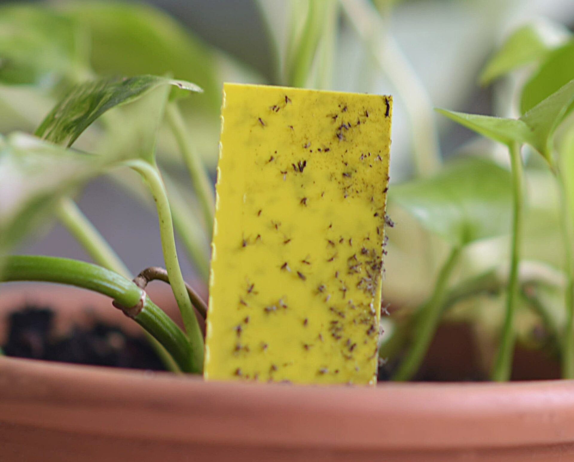 tiny brown fungus gnats stuck to yellow flypaper attached to potted green houseplant 