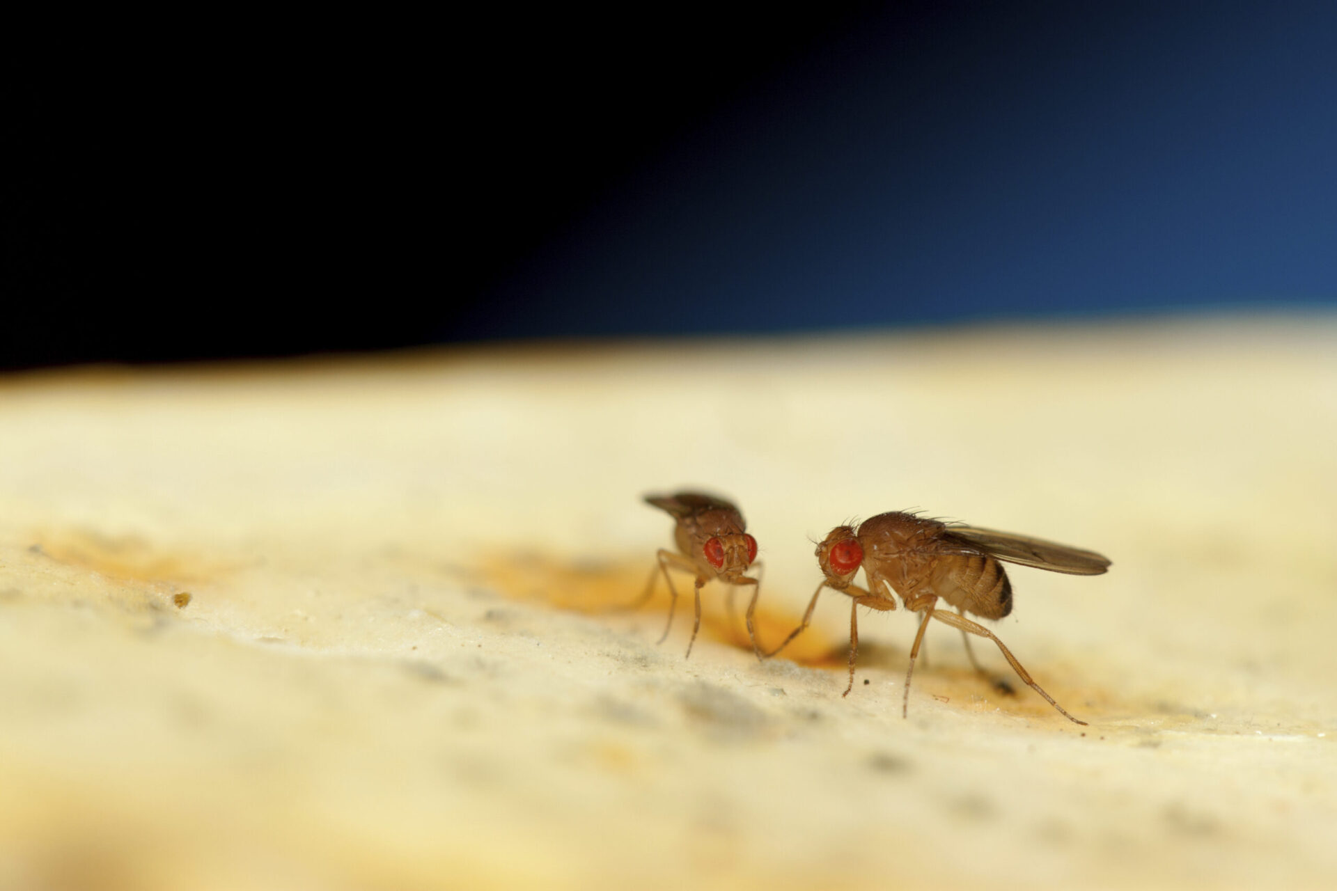 closeup of two, red-eyed fruit flies with brown bodies and black wings