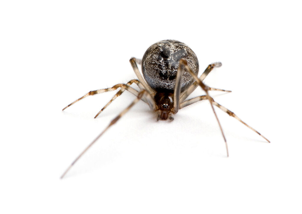 closeup of brown American house spider, a common indoor spider in Massachusetts and other New England states