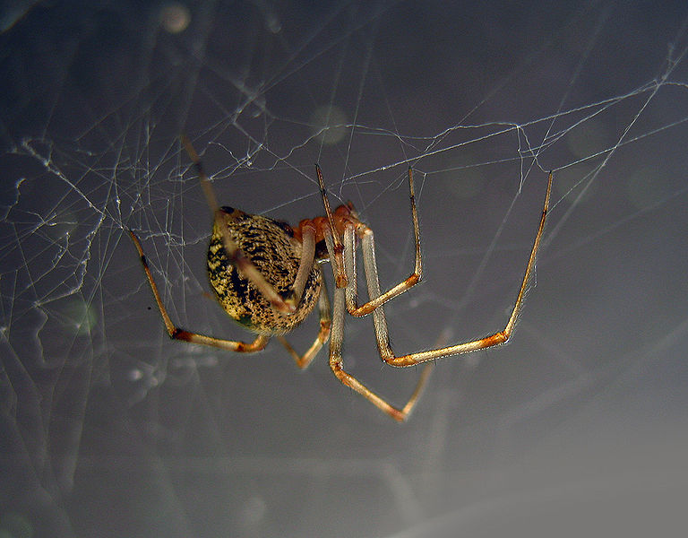 closeup of brown American house spider weaving a web