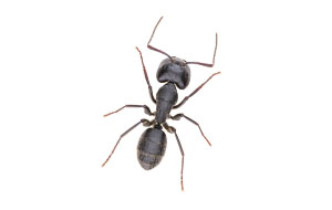 Ant that can cause damage to a commercial business or residential home unless removed by Catseye Pest Control