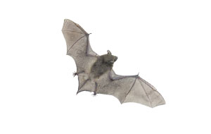 Bat that can cause damage to a commercial business or residential home unless removed by Catseye Pest Control