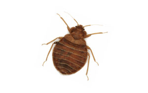 Bed Bug that can cause damage to a commercial business or residential home unless removed by Catseye Pest Control