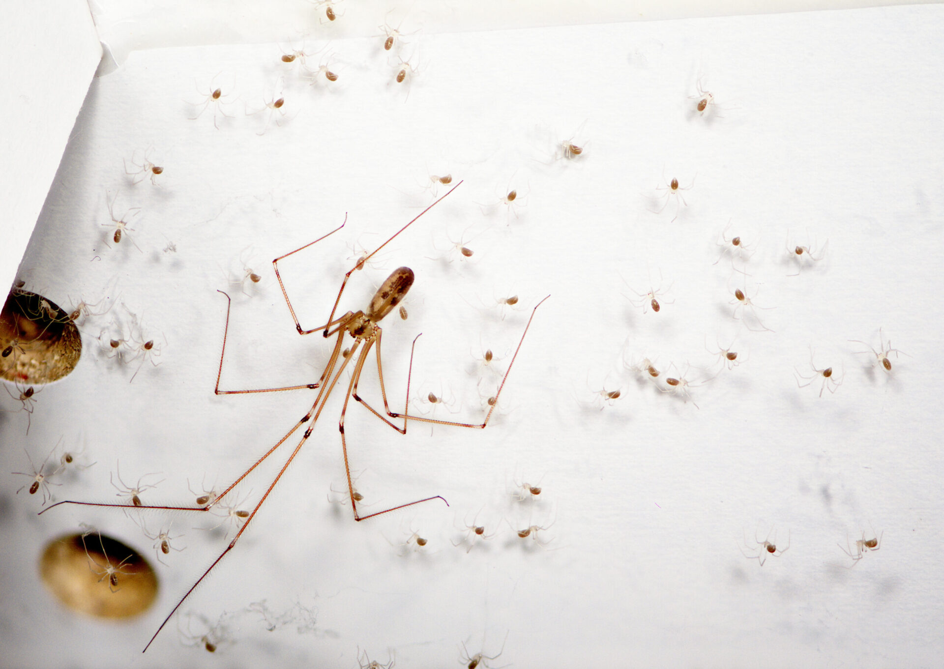 brown female cellar spider with spiderlings on web attached to ceiling