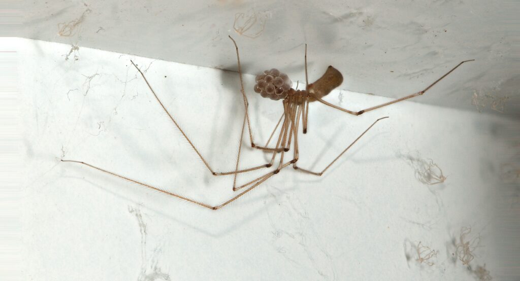 brown female cellar spider carrying egg sac in her mouth underneath white sink cabinet