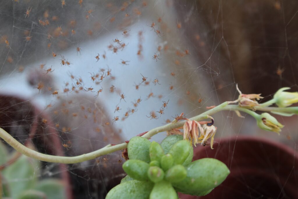 cluster of tiny brown spiderlings on web woven in green houseplant