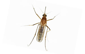 Mosquito that can cause damage to a commercial business or residential home unless removed by Catseye Pest Control