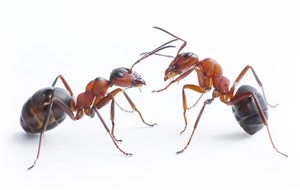 Two ants that can cause damage to a commercial business or residential home unless removed by Catseye Pest Control