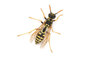 Bee that can cause damage to a commercial business or residential home unless removed by Catseye Pest Control