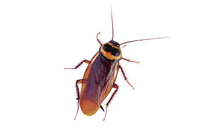 Cockroach that can cause damage to a commercial business or residential home unless removed by Catseye Pest Control