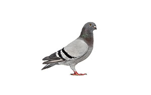 Pigeon that can cause damage to a commercial business or residential home unless removed by Catseye Pest Control