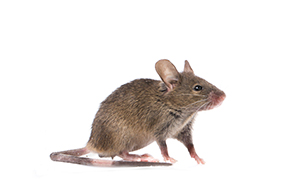 Mouse that can cause damage to a commercial business or residential home unless removed by Catseye Pest Control