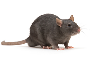 Grey rat that can cause damage to a commercial business or residential home unless removed by Catseye Pest Control
