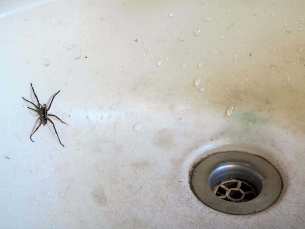 brown house spider crawling up the side of a wet white basement sink with silver drain 