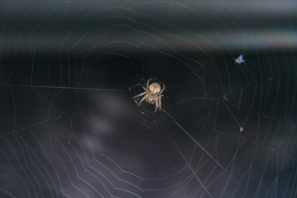 light brown spider weaving web in a dark basement