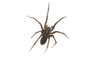 Spider that can cause damage to a commercial business or residential home unless removed by Catseye Pest Control