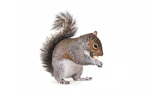 Squirrel that can cause damage to a commercial business or residential home unless removed by Catseye Pest Control