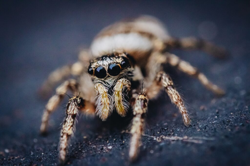 closeup of a tan jumping spider