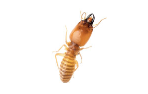 Termite that can cause damage to a commercial business or residential home unless removed by Catseye Pest Control