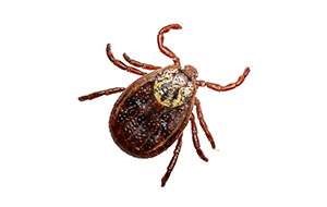 Tick that can cause damage to a commercial business or residential home unless removed by Catseye Pest Control