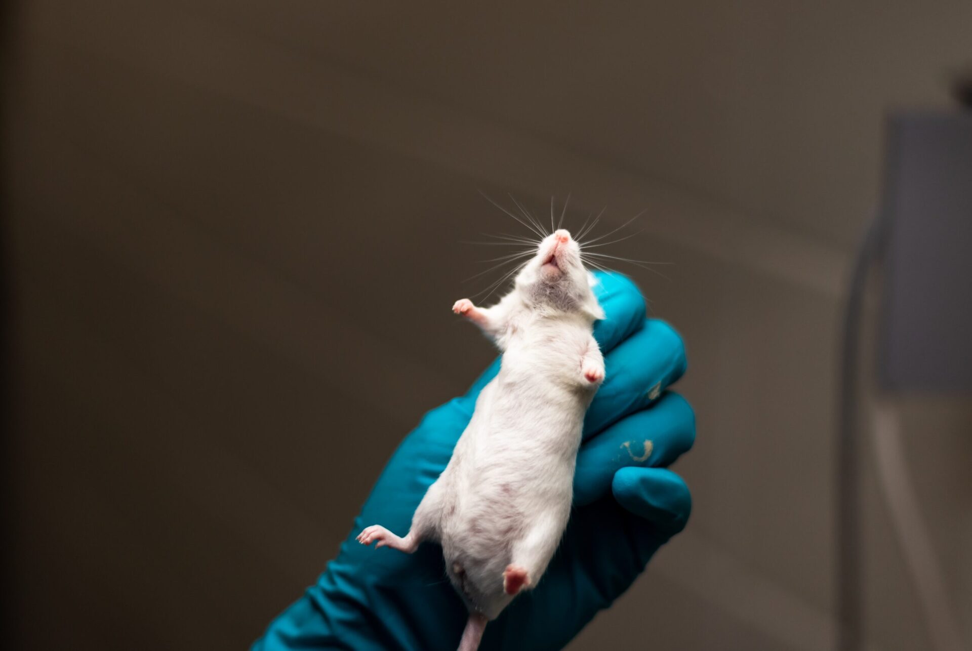closeup of white mouse which experts theorize may be the originator of the Omicron variant held by gloved hands
