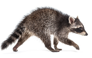 Raccoon that can cause damage to a commercial business or residential home unless removed by Catseye Pest Control