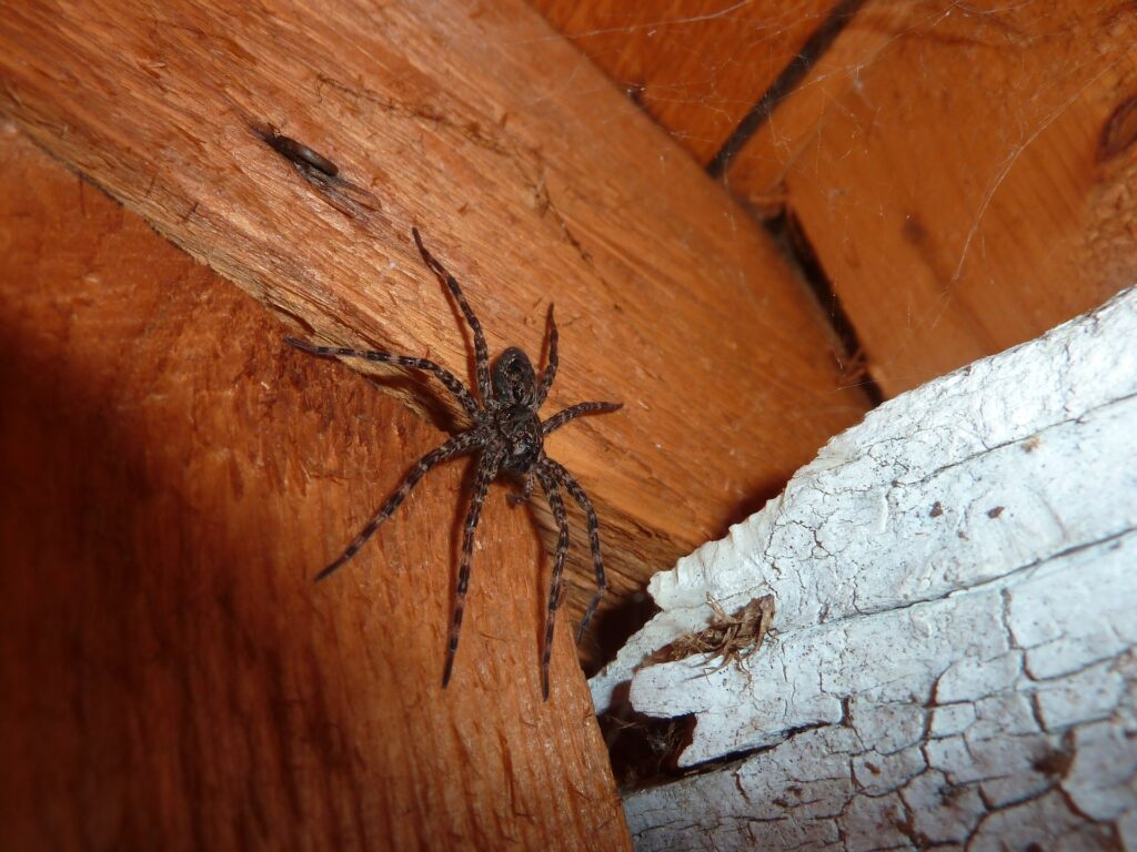 dark brown wolf spider crawling across the brown wooden beam of a home