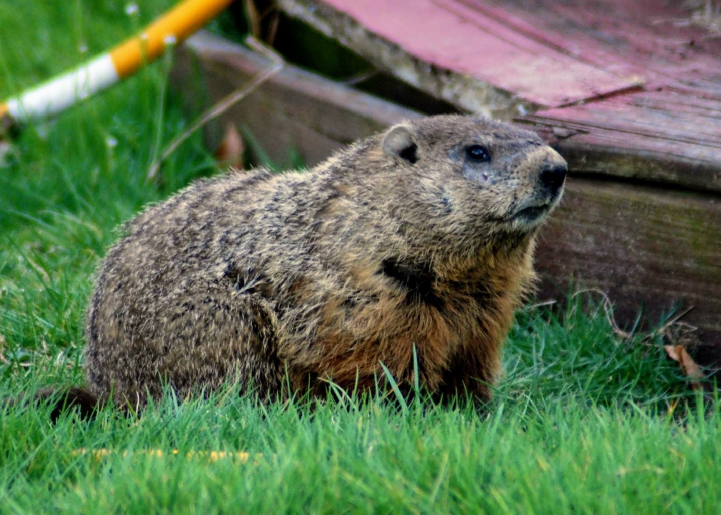 How to Get Rid of Groundhogs Under Your Shed | Catseye