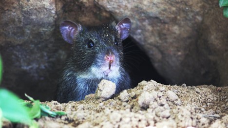 black and gray rat with a pink nose poking its head out from a burrow 