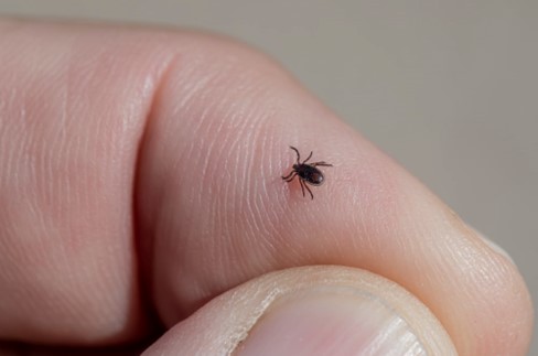 closeup of a small brown tick crawling on a person’s index finger