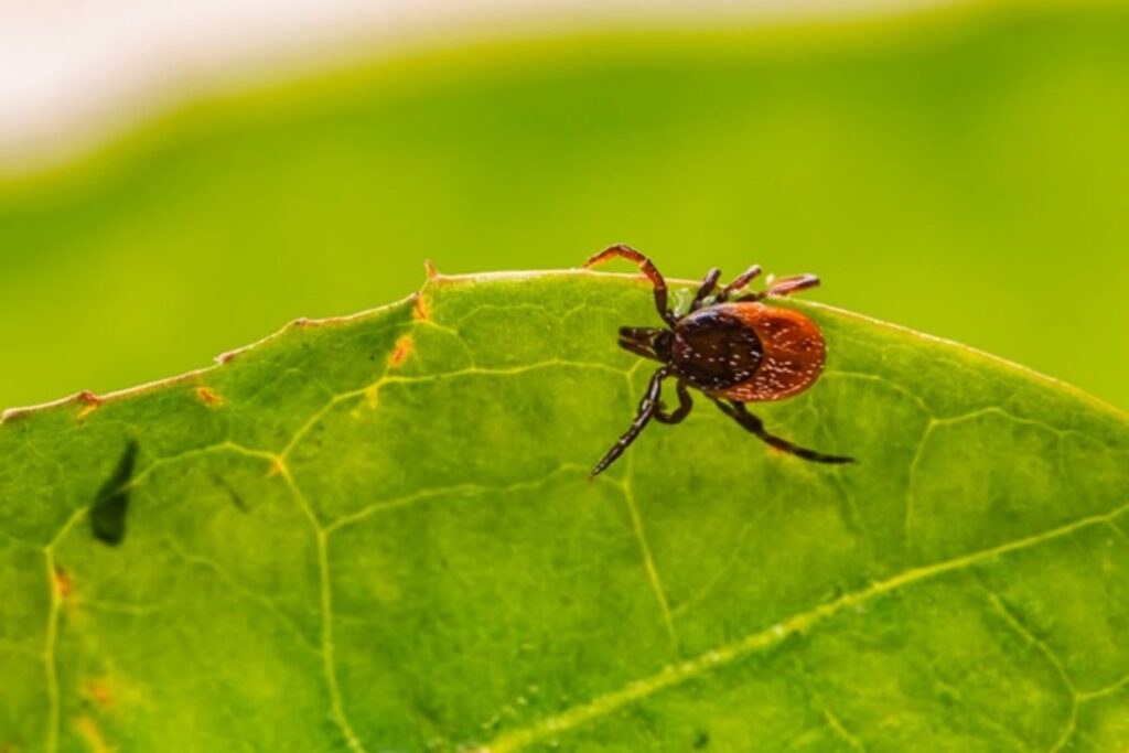tick crawling on the edge of a leaf with a blurred green background