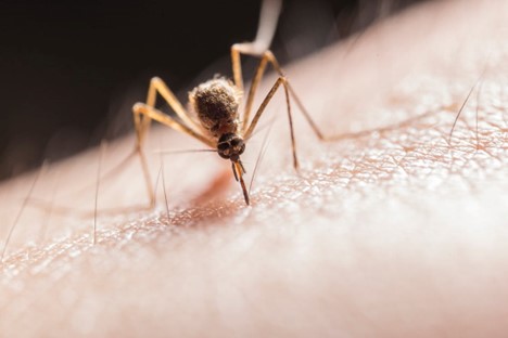 closeup of a brown mosquito standing on a person biting into the skin