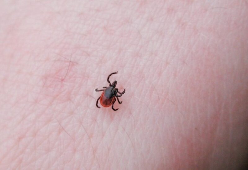 closeup of a brown and red-colored deer tick crawling on skin