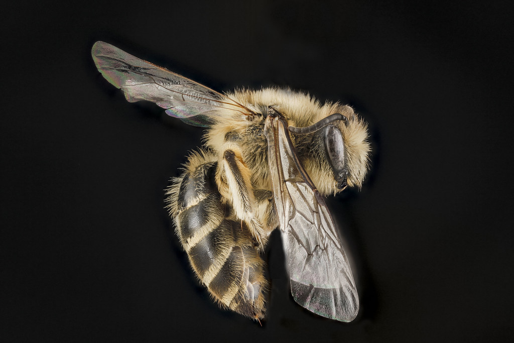 female cellophane bee mid-flight against a black background