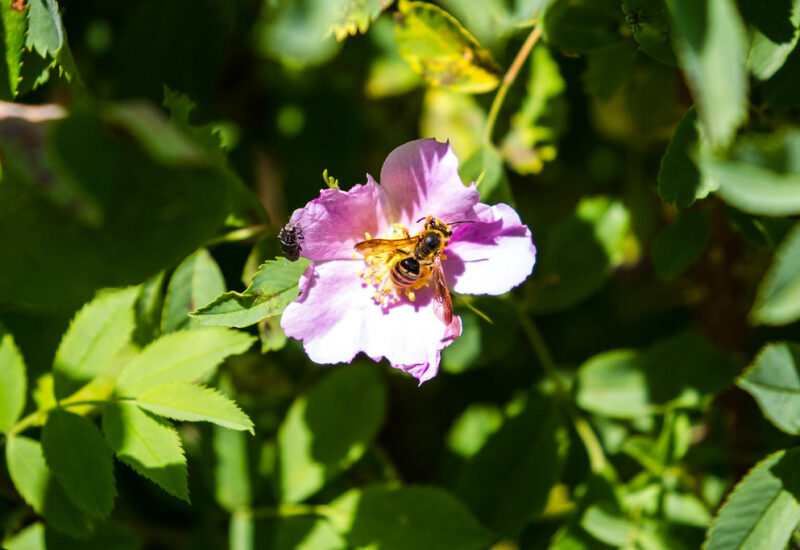 a yellow and black miner bee in a purple flower that is surrounded by green leaves