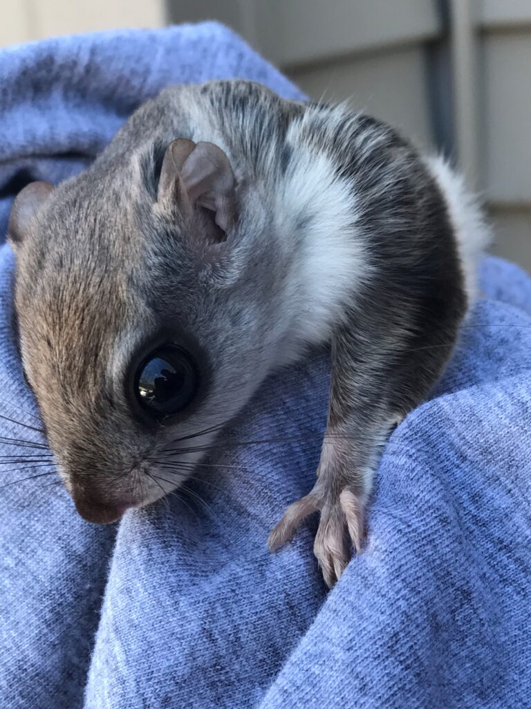 gray and white flying squirrel with big eyes and small ears being held in a blue-heathered shirt