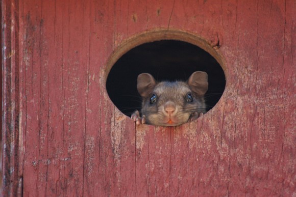 brown flying squirrel face peeking out of a hole in wood with faded red paint