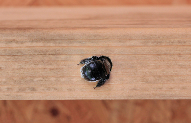 black and brown carpenter bee drilling a hole into wood found on a house