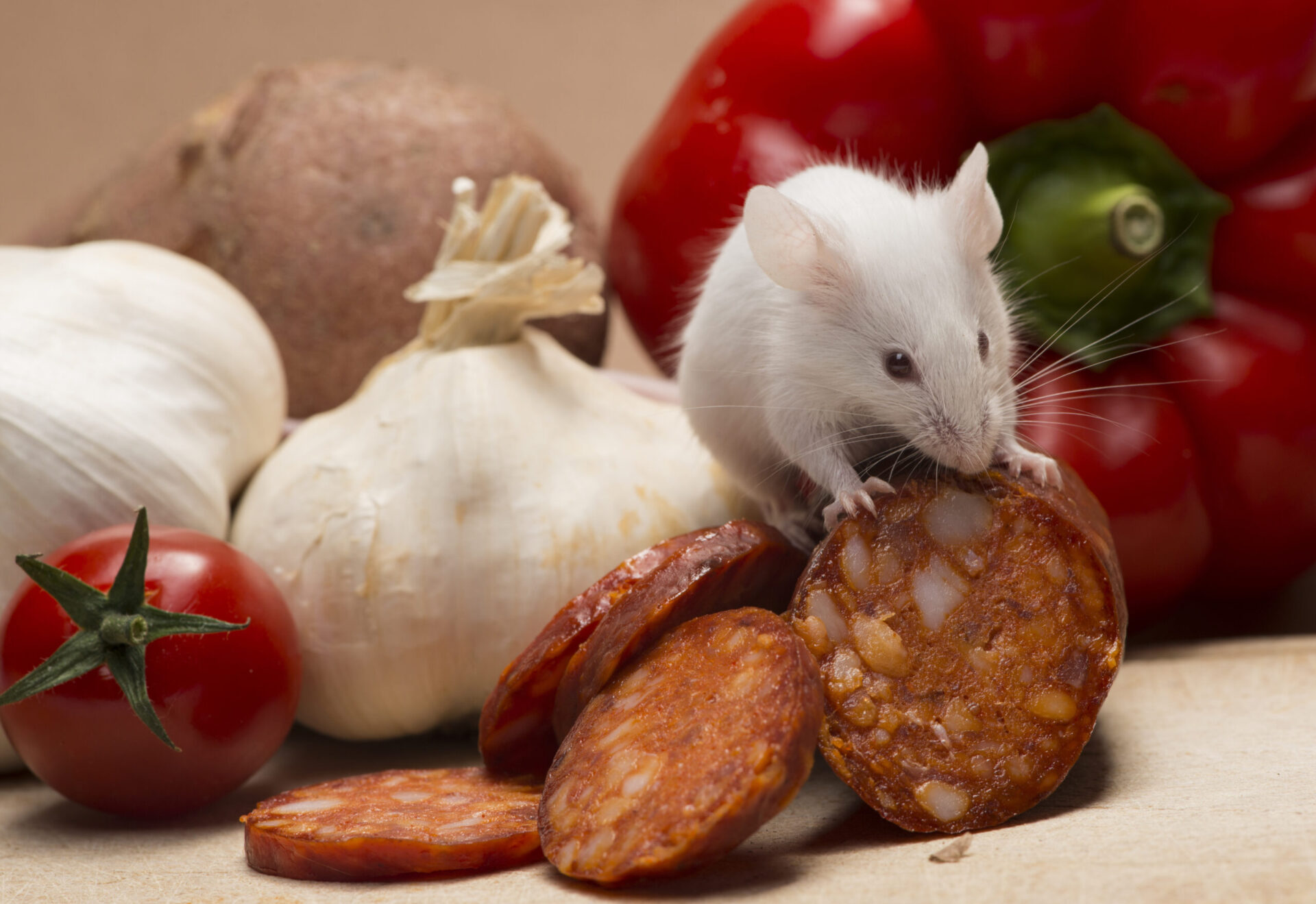 white mouse with pink feet and brown eyes eating pepperoni near red tomatoes and white onions