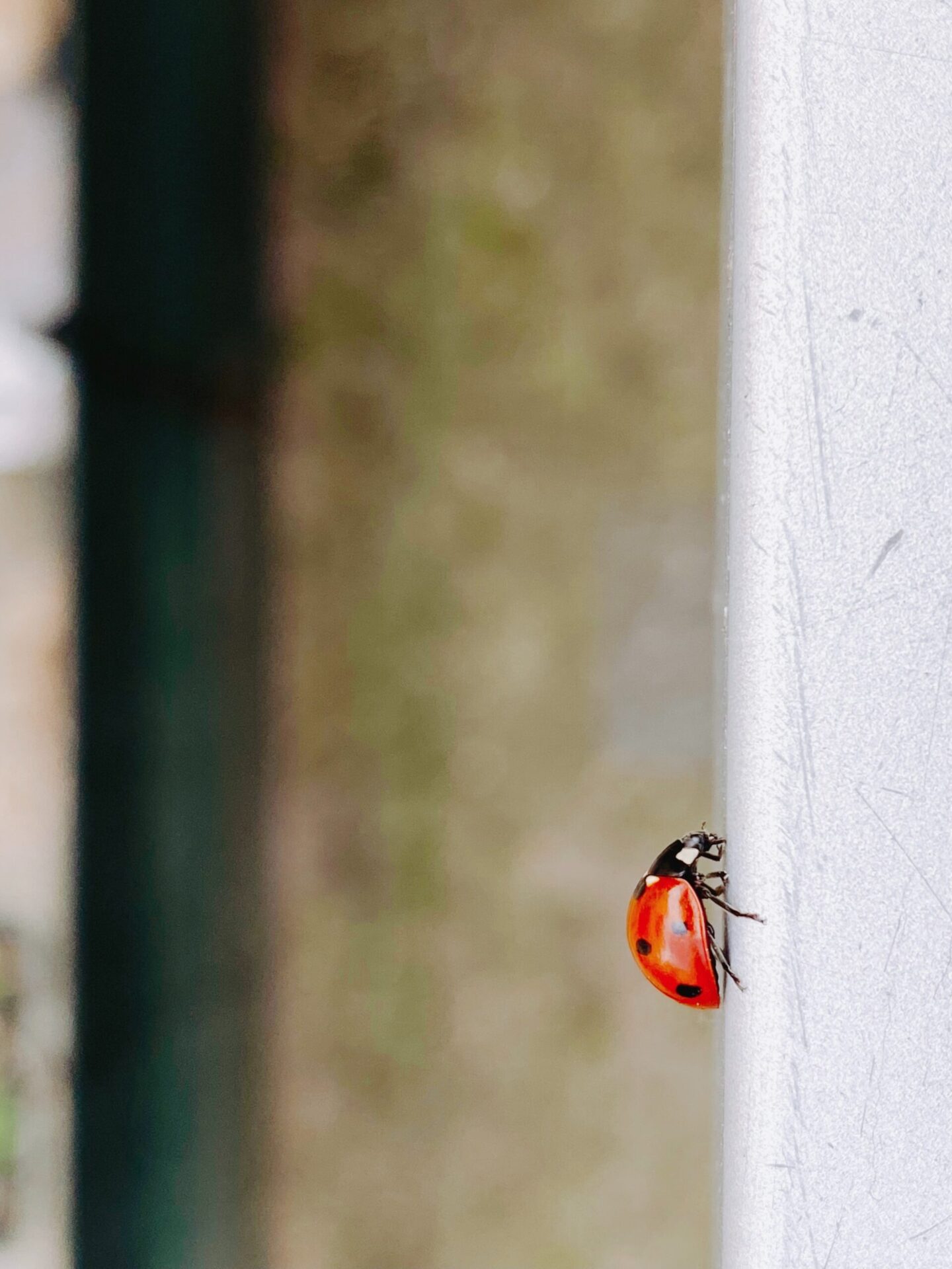 10 Expert Strategies to Eliminate Ladybirds from your Home