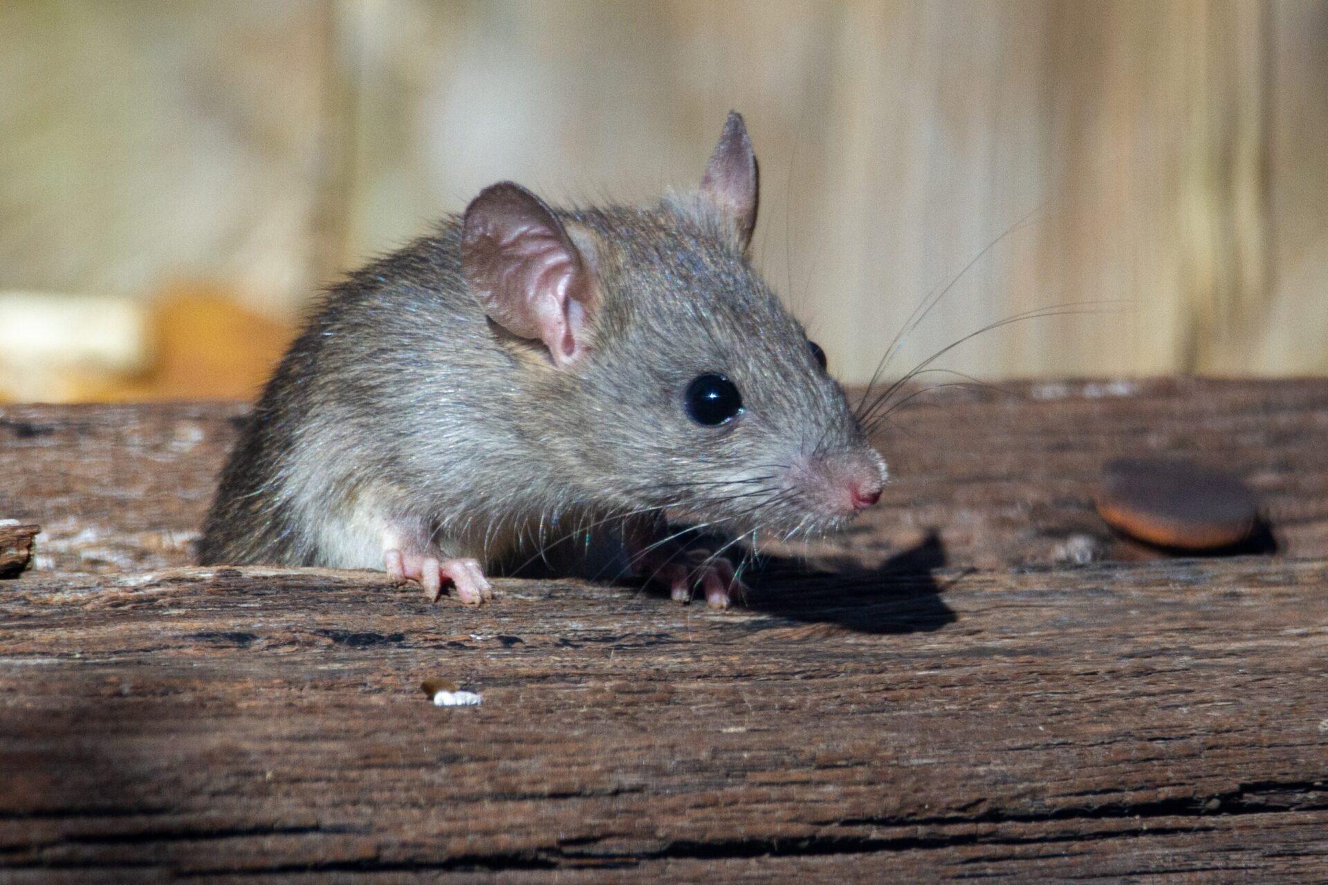 gray rat with pink feet and black eyes standing on a piece of rotting, brown wood
